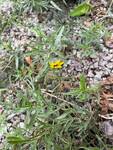 Plant name: Stiff Tickseed Coreopsis palmata 
